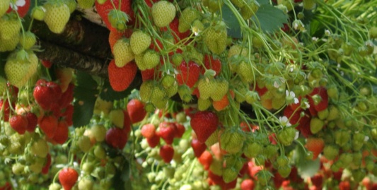 De aardbei, het meest sexy fruit ter wereld